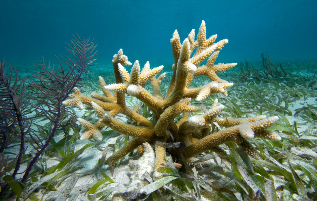 مرجان شاخ گوزنی